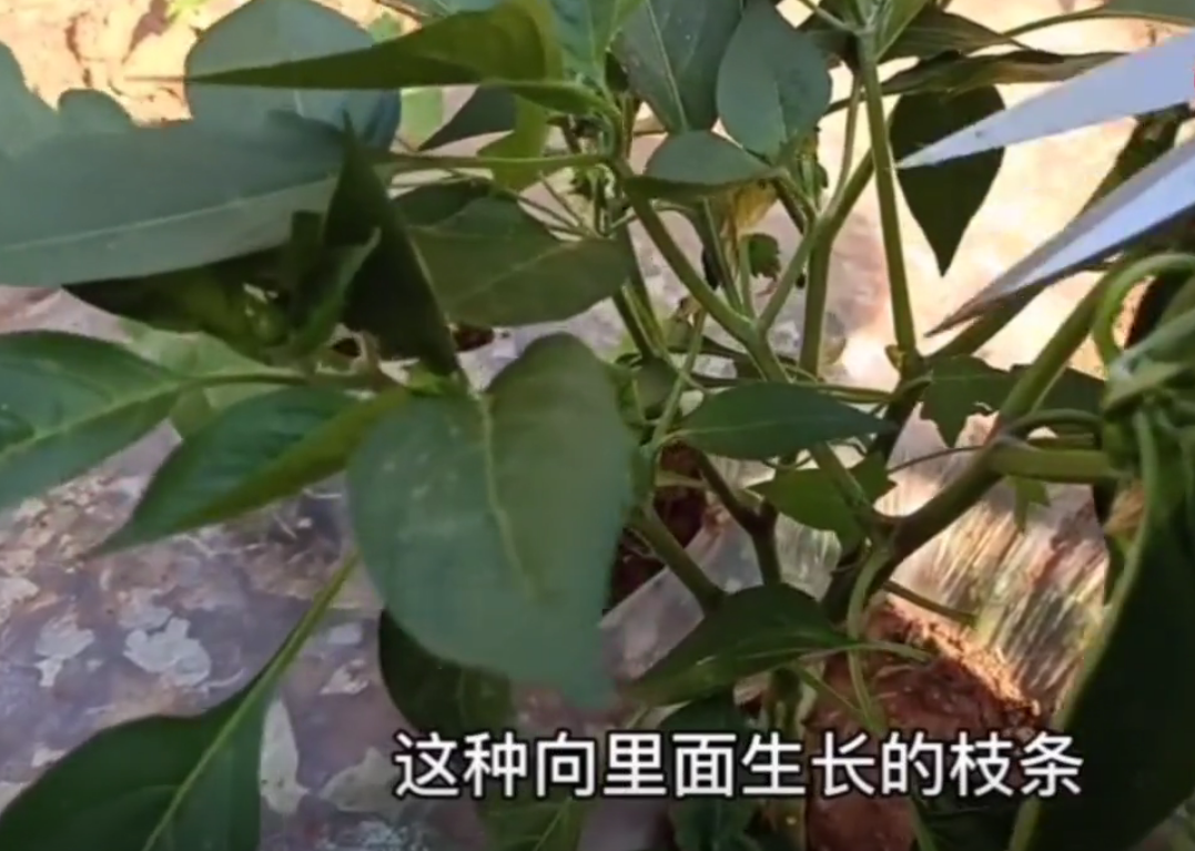 辣椒剪枝剪到果满枝头,记住一口诀,挂的果将架子都要压塌了