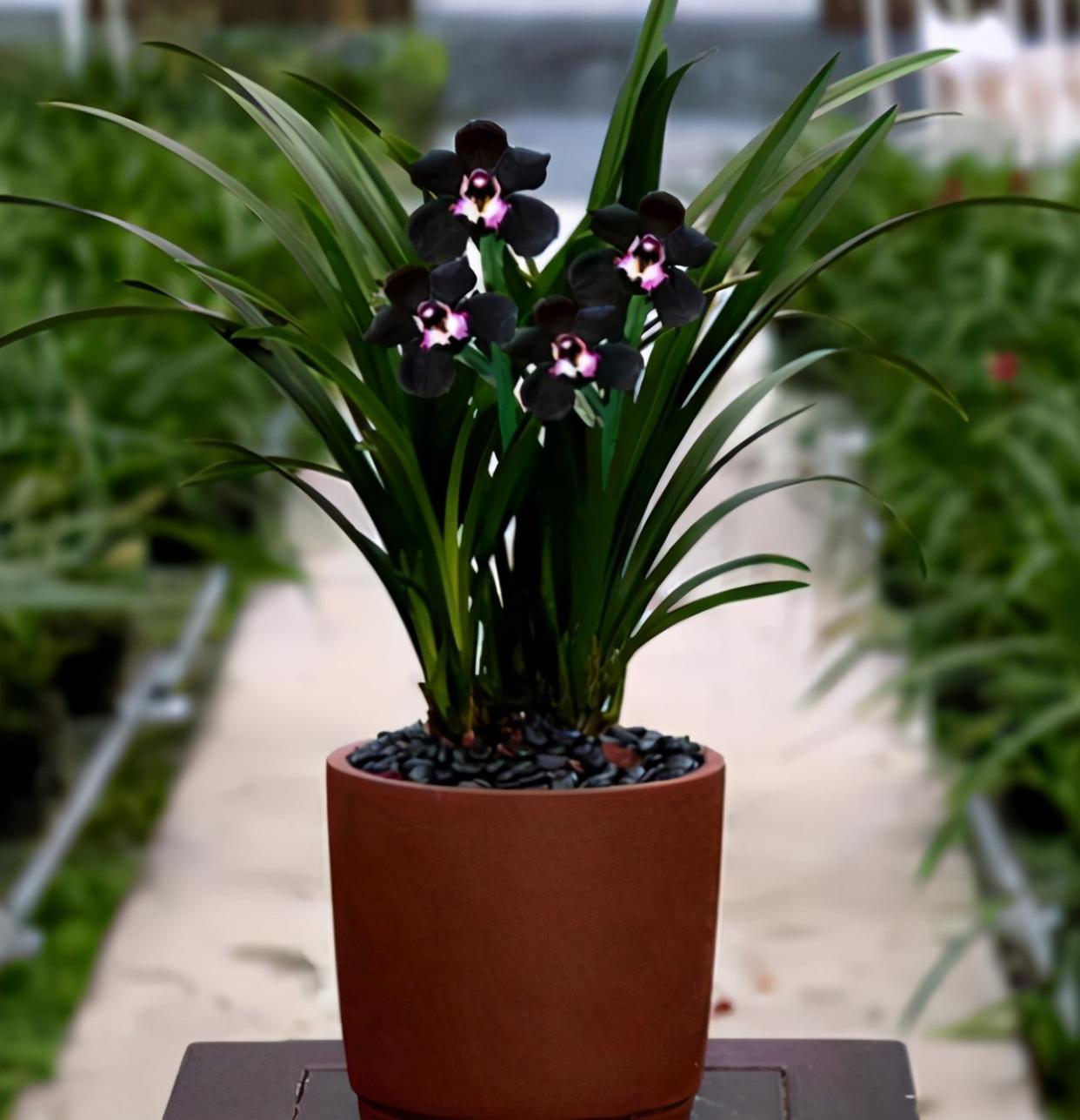 此款"黑色"兰花,极具神秘感,兰香清新,叶姿俊美,很值得拥有