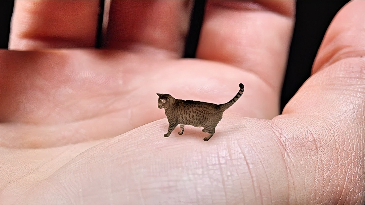 皮堡斯小猫灭绝图片