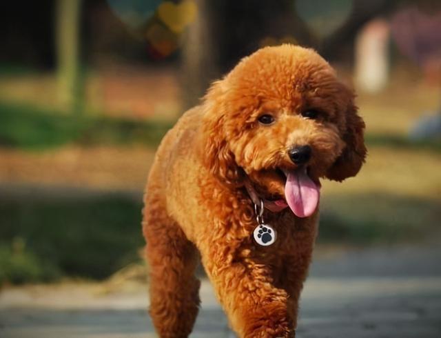 泰迪害怕这几种"惩罚"方式,用上一招,管用!