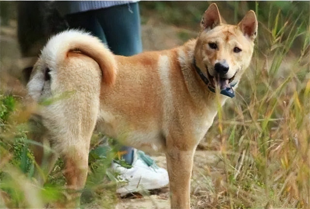 中华田园犬,又称土狗,是一种非常优秀的犬种