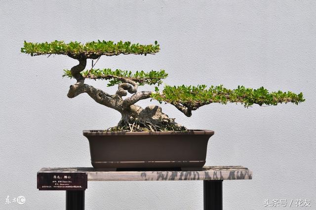 黄荆盆景制作与管理养护,中国苏派盆景艺术