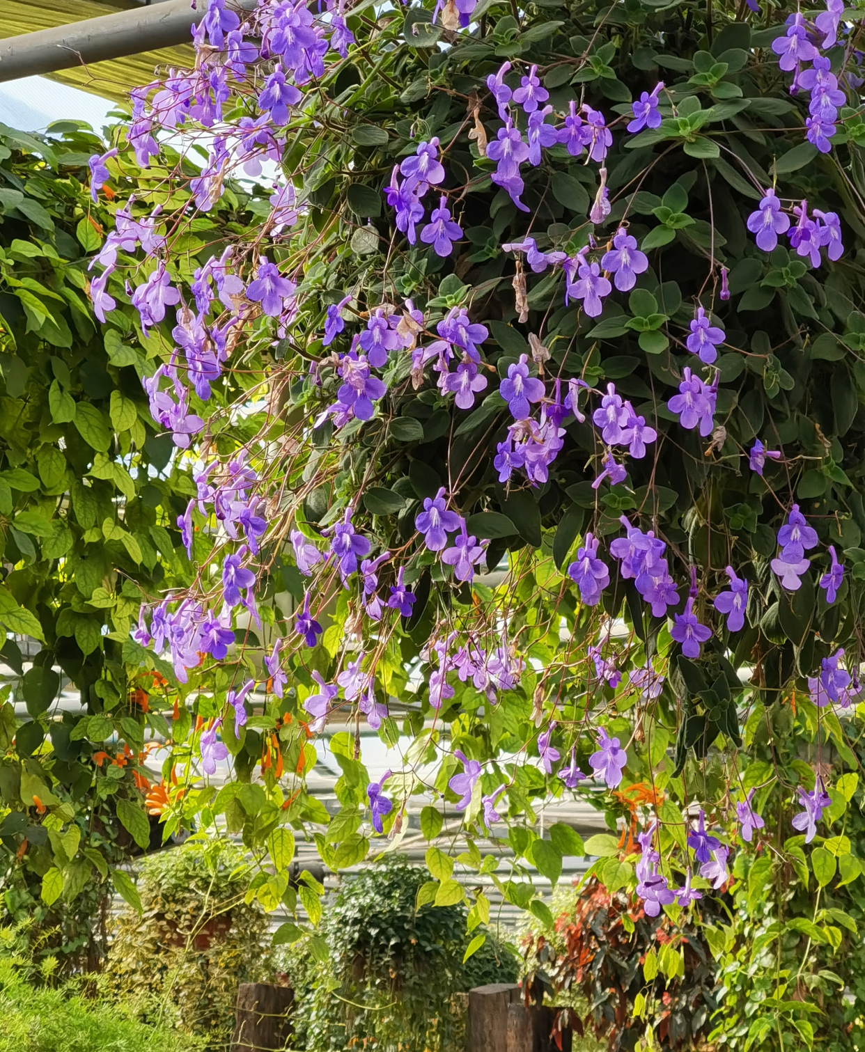 室内盆栽"新宠"—蓝海豚,花叶共赏,多季节开花,夏天也能养