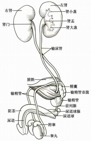 生物泌尿系统结构图图片