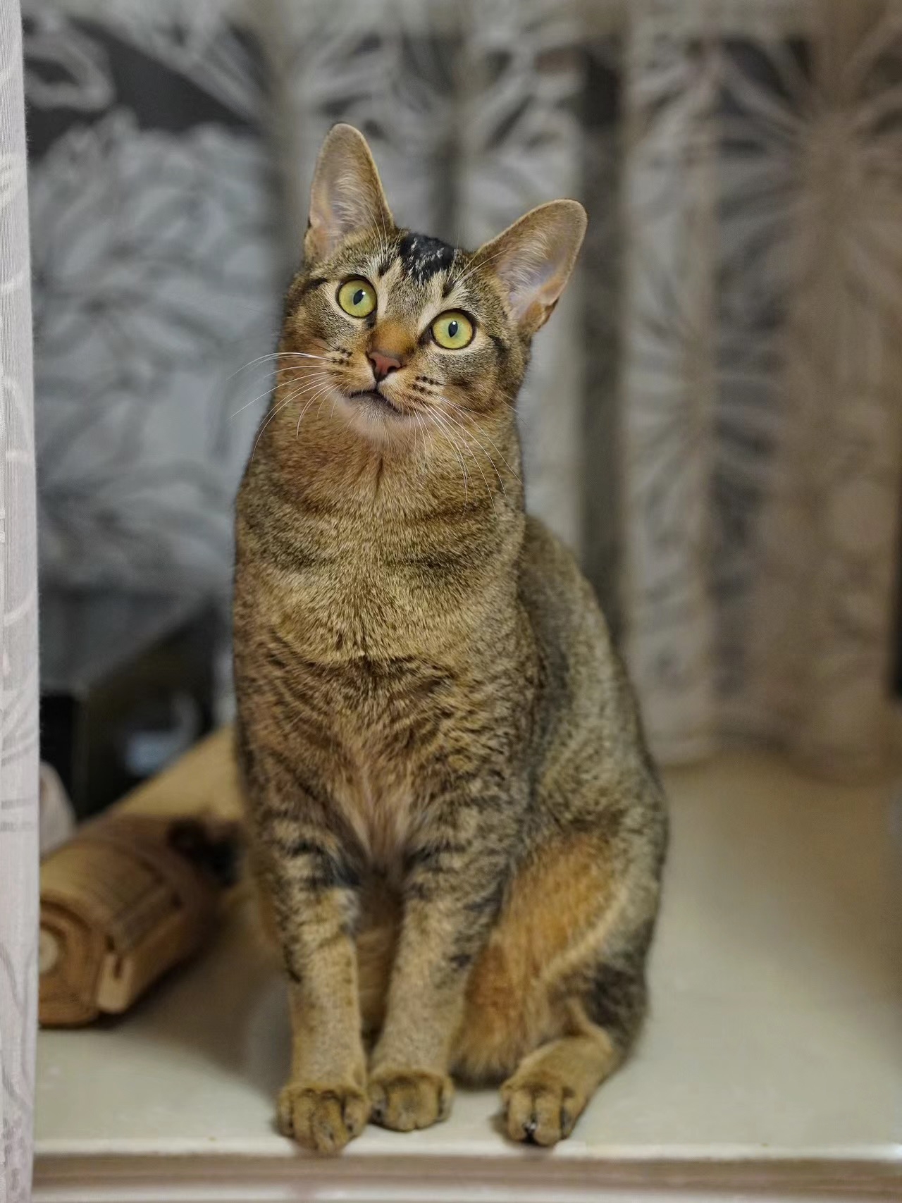 中华神猫之"雀猫",为什么说是猫界"大哥"?这几点太优秀了