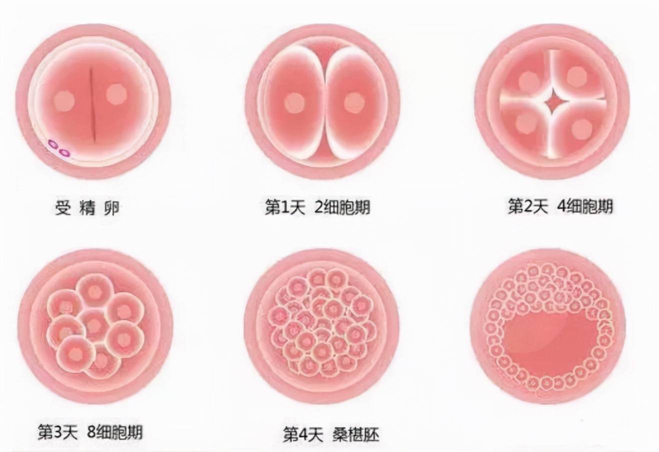 人是怎么造出来的?