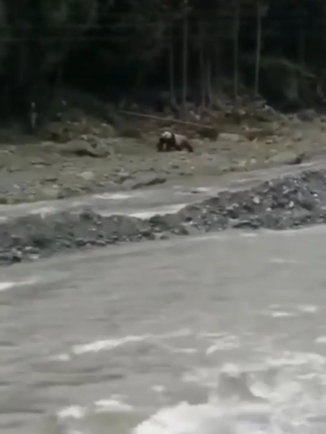 推荐村民用四川话向遛弯大熊猫打招呼，大熊猫停下来与村民隔河相望