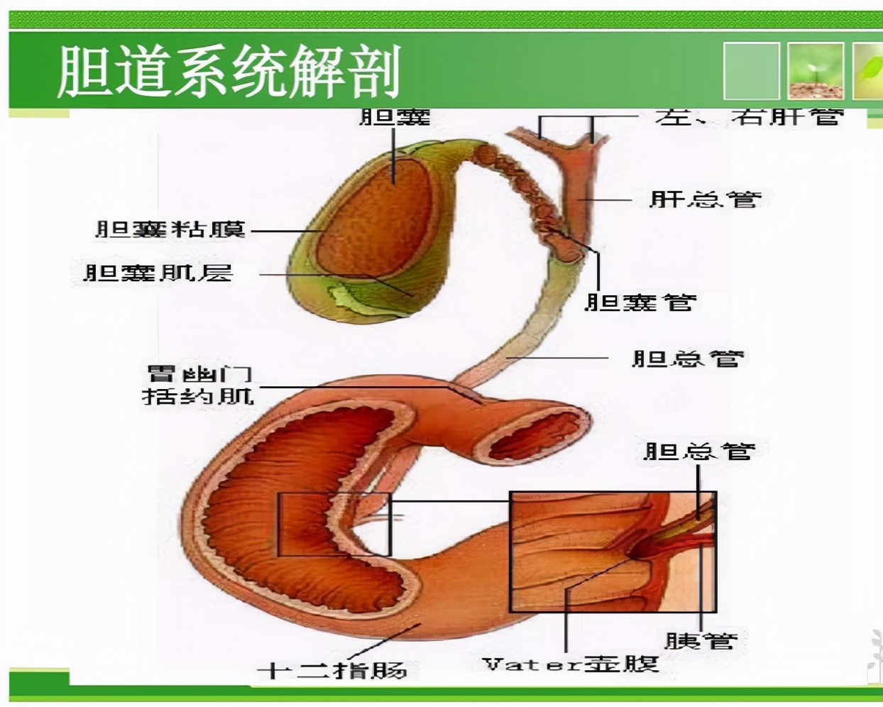 胆囊的解剖位置图片