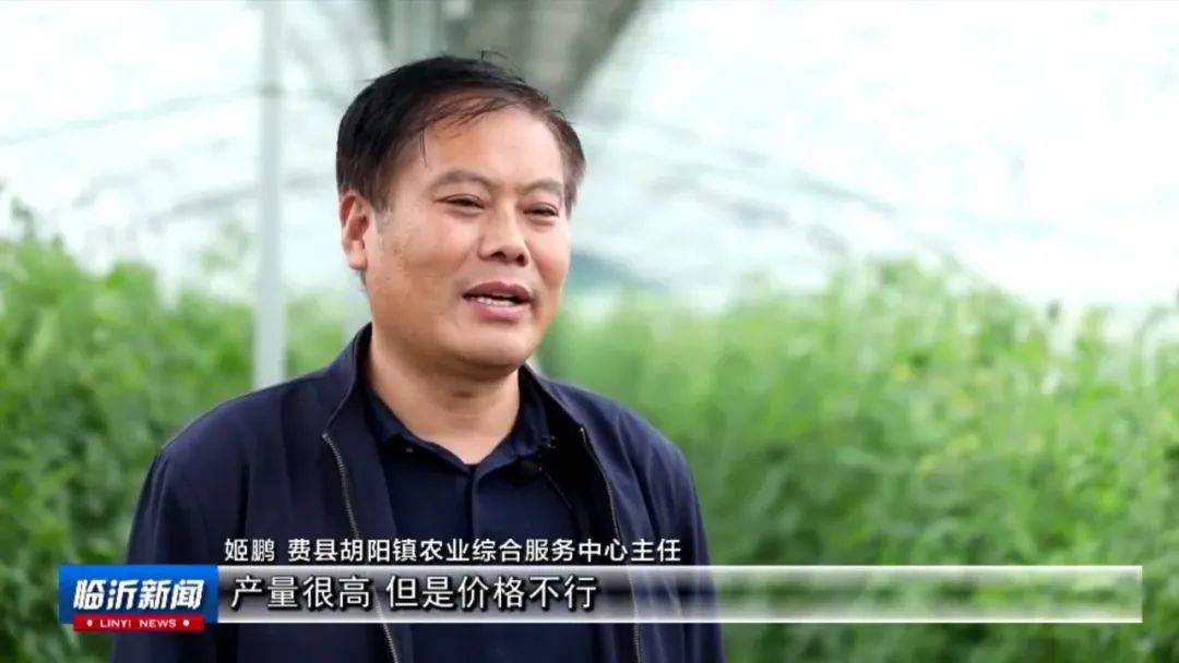 胡阳镇:西红柿映红致富路