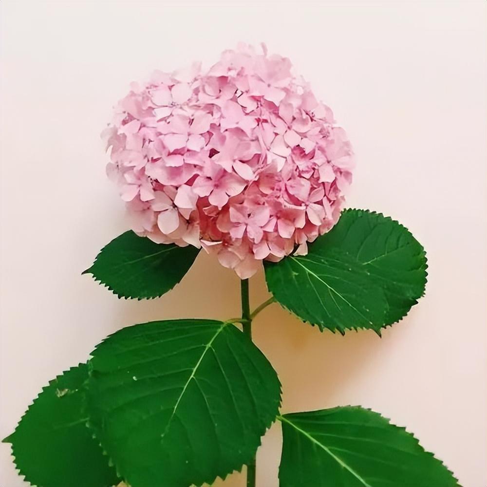 12个星座对应12种花,快去找到属于自己的那朵"星座花",太美了