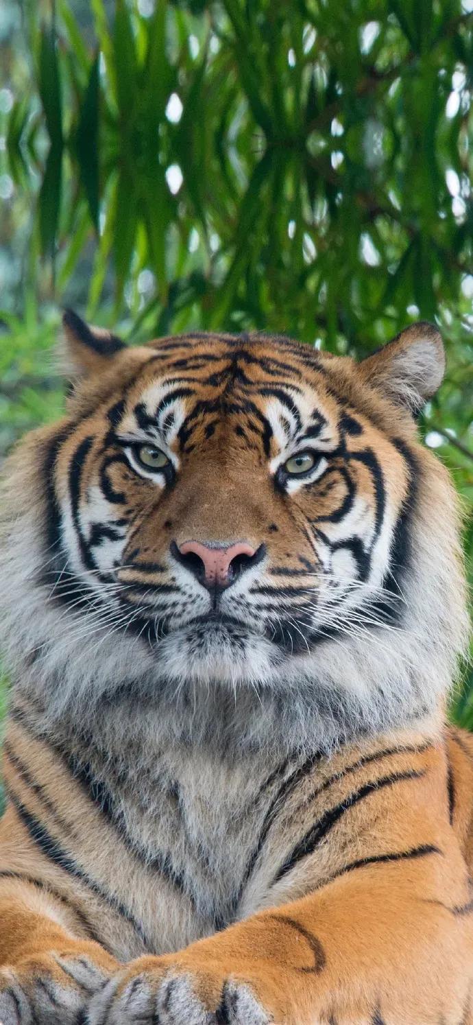 老虎壁纸,入山不怕虎伤人,只怕人情两面刀