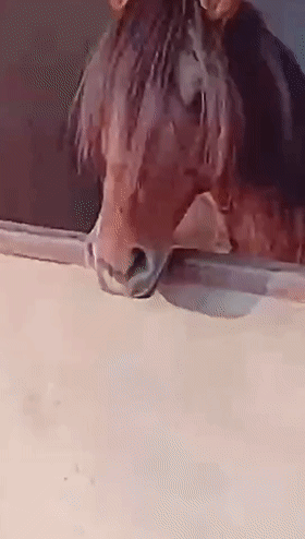 搞笑gif段子:主人,你是在遛我,还是在遛绳子?