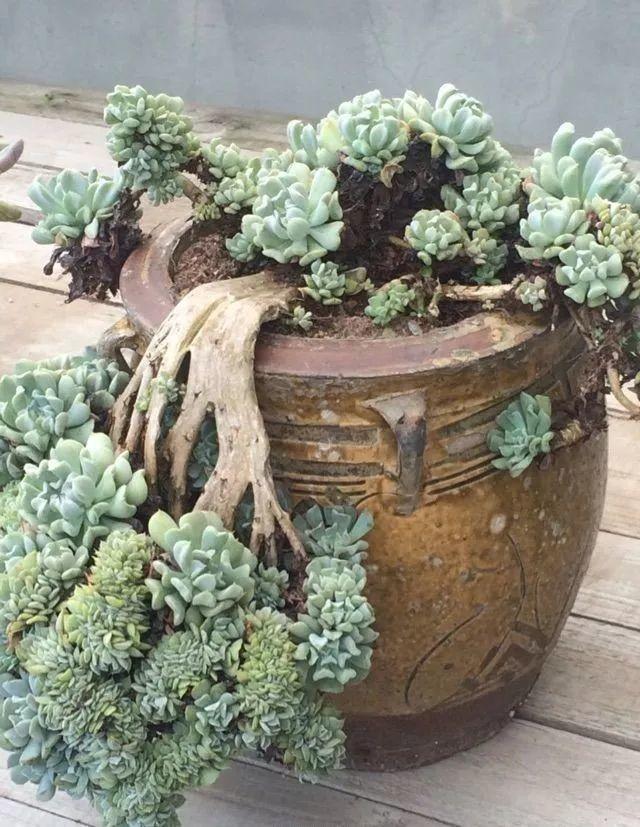 10年的多肉老桩,长成了高攀不起的样子,美过100年盆景,羡慕!