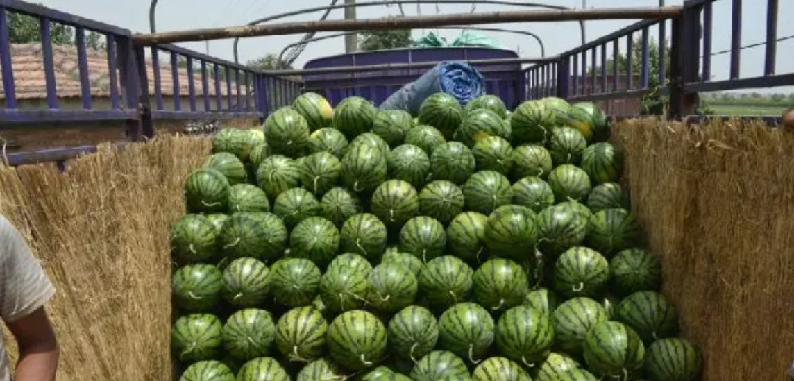 西瓜这么甜,为何没人选择它去制糖?只因植物界太"卷"排不上号