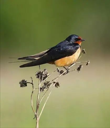 燕子年年飞往南方过冬南方究竟在哪原来很多人都理解错