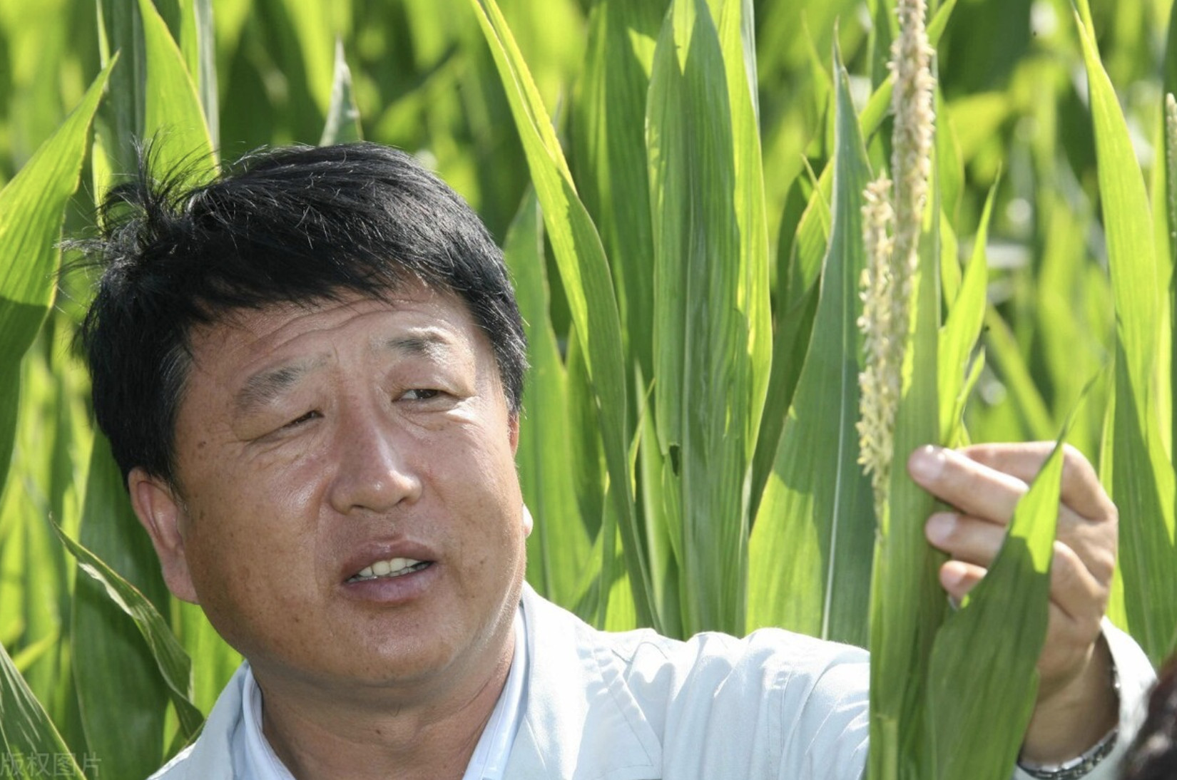 "玉米田的守望者"李登海:只有初中学历,却为我国增收1000多亿