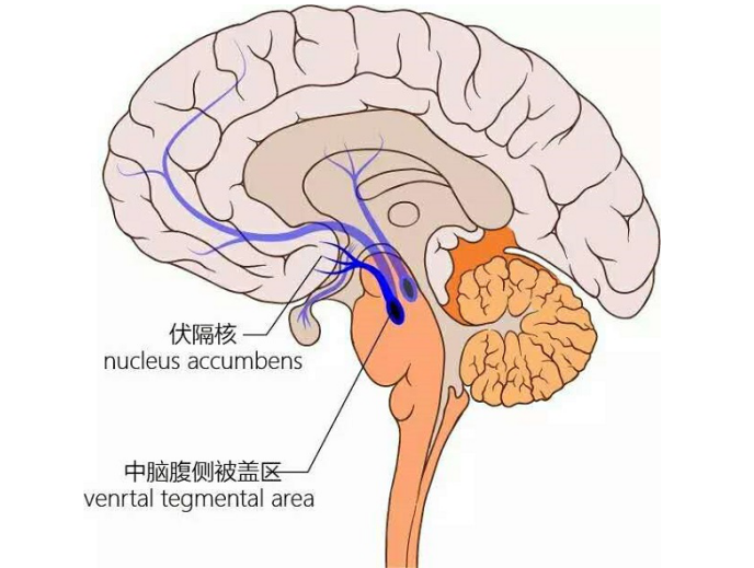 依赖,兴奋,悲痛欲绝……恋爱时大脑的这些变化,跟吸du神似!