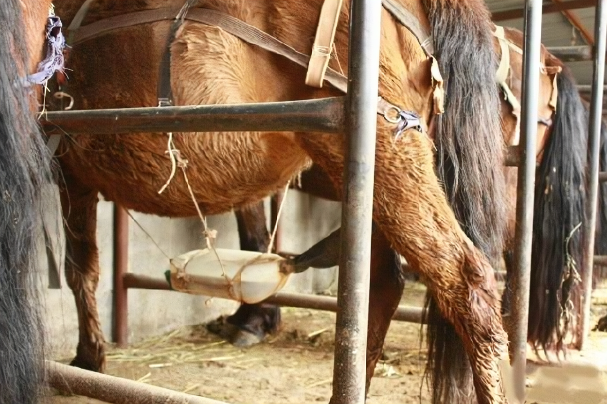 孕馬繁育技術推廣