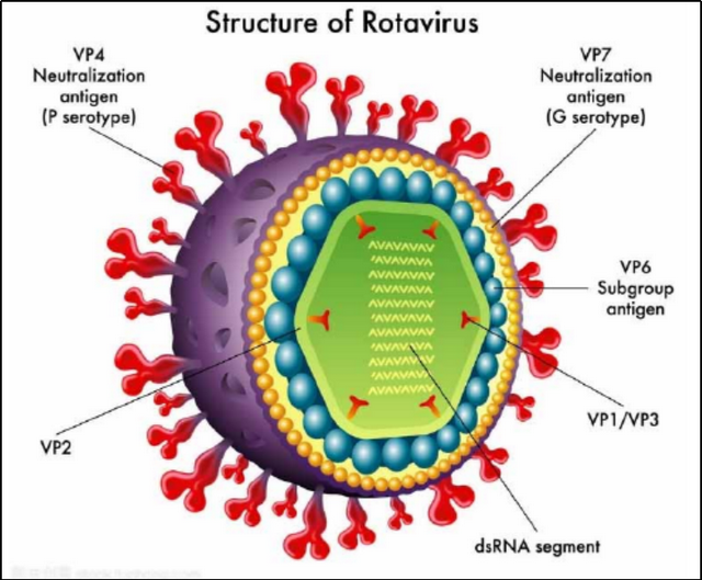 轮状病毒外在图片图片