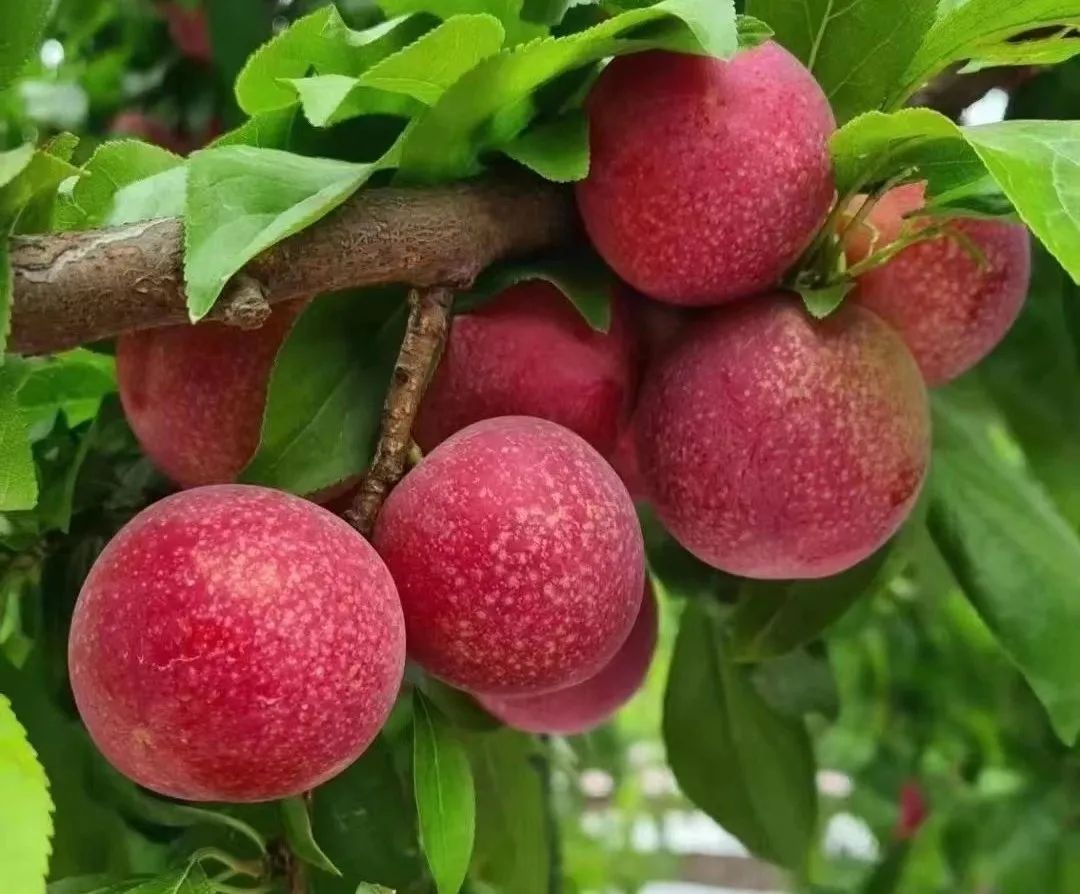 cherry plum≠樱桃李