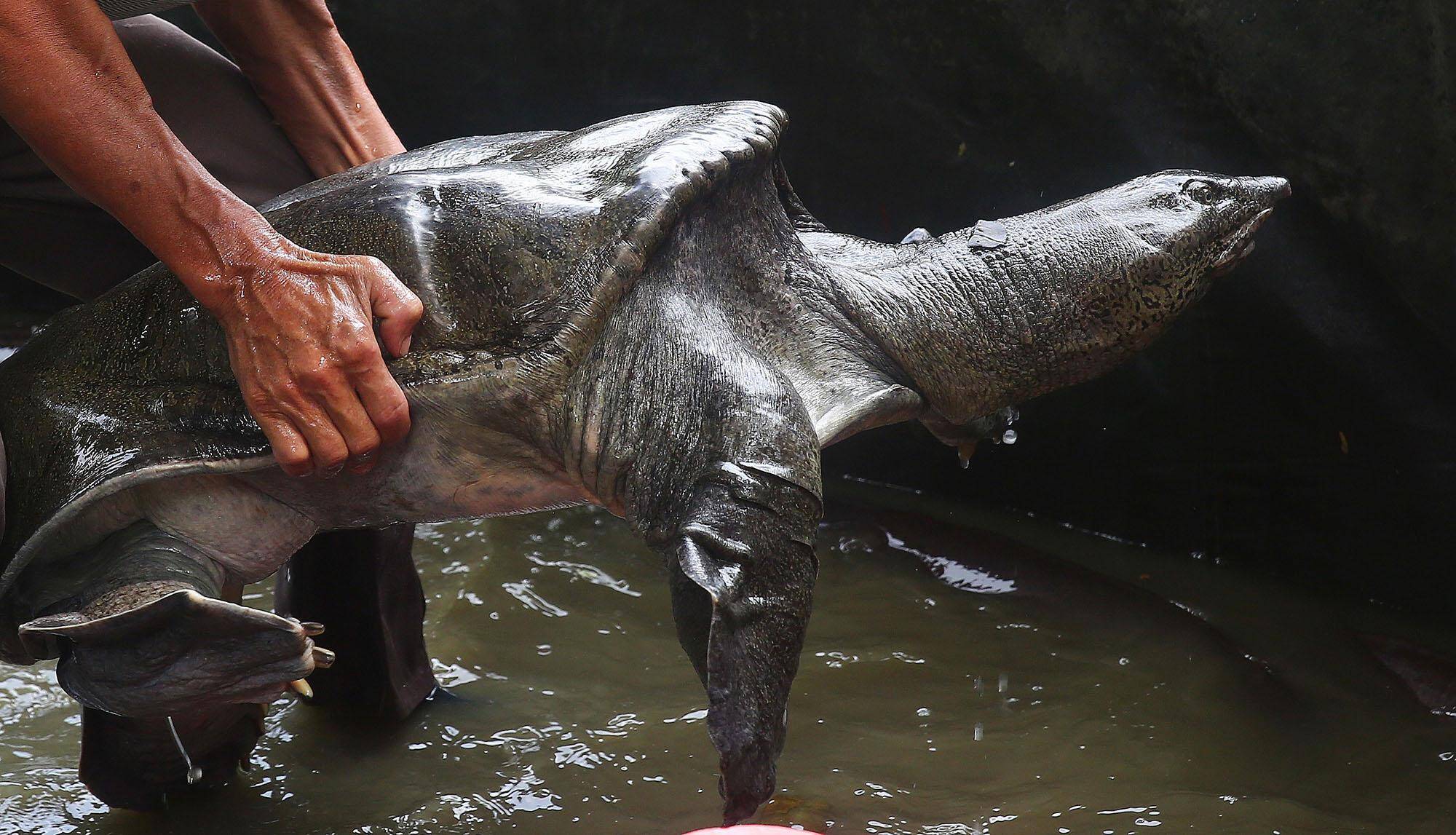 印度自己找罪受,让恒河鳖泛滥成灾,却想卖给我们当美食处理