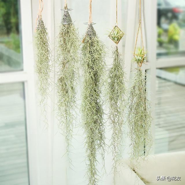 松萝凤梨的日常栽培管理,悬空垂吊,凭空汲水