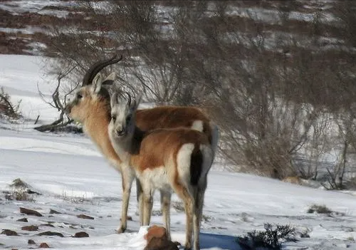 在中国,蒙原羚被视为珍贵的保护动物,但在邻国如俄罗斯和蒙古,这种