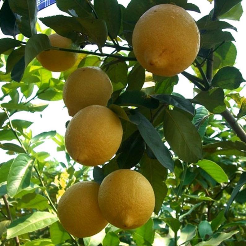 盆栽檸檬這樣養,開花似香水,結滿