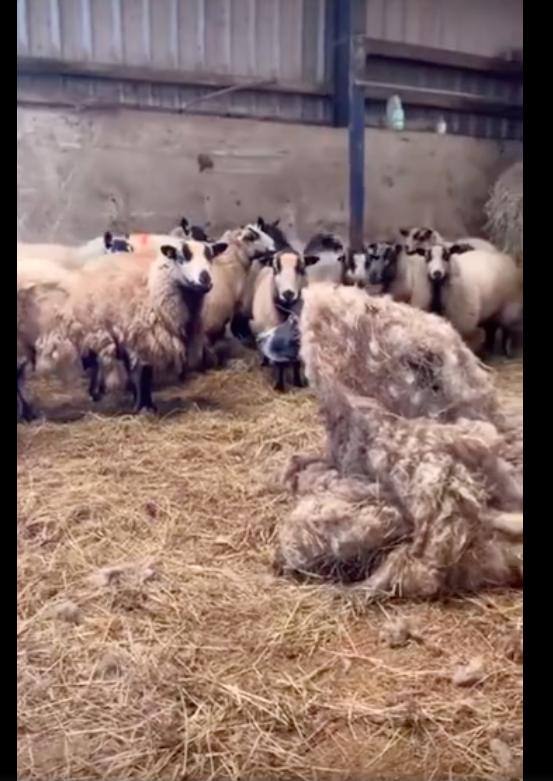 一只长着狗头的"羊",你见过吗?