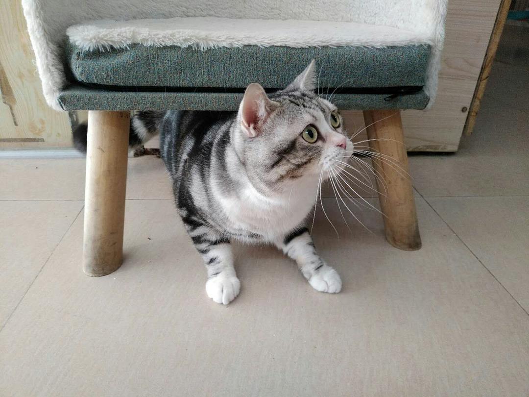 美短猫从几岁开始步入晚年?老了之后,该如何照顾才对?
