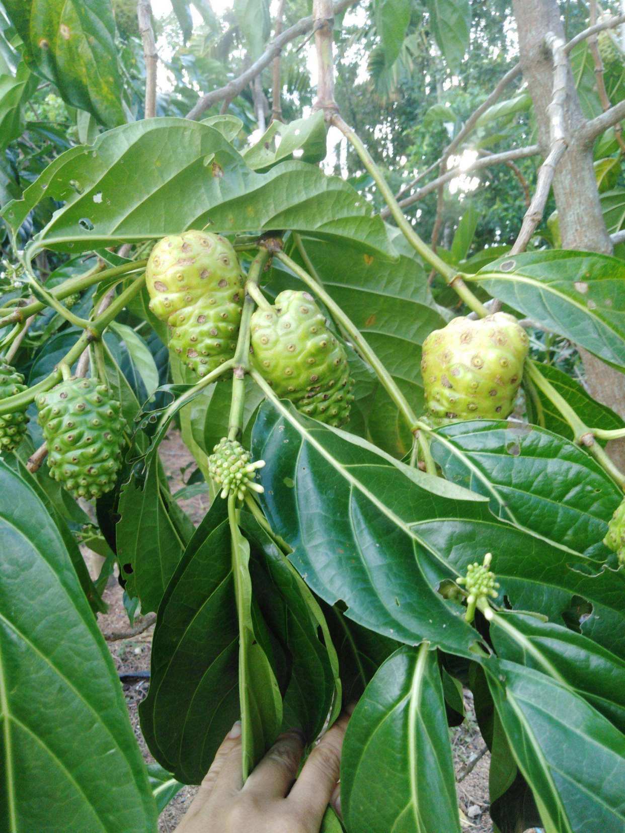 吃诺丽果有什么好处?