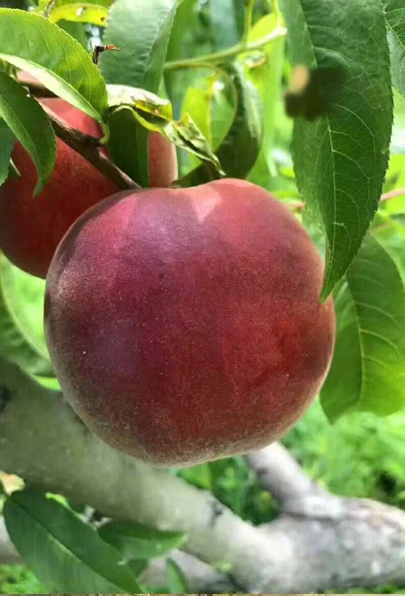 优质水果黑桃走红,家里有空地别荒废,种上几棵,香甜多汁