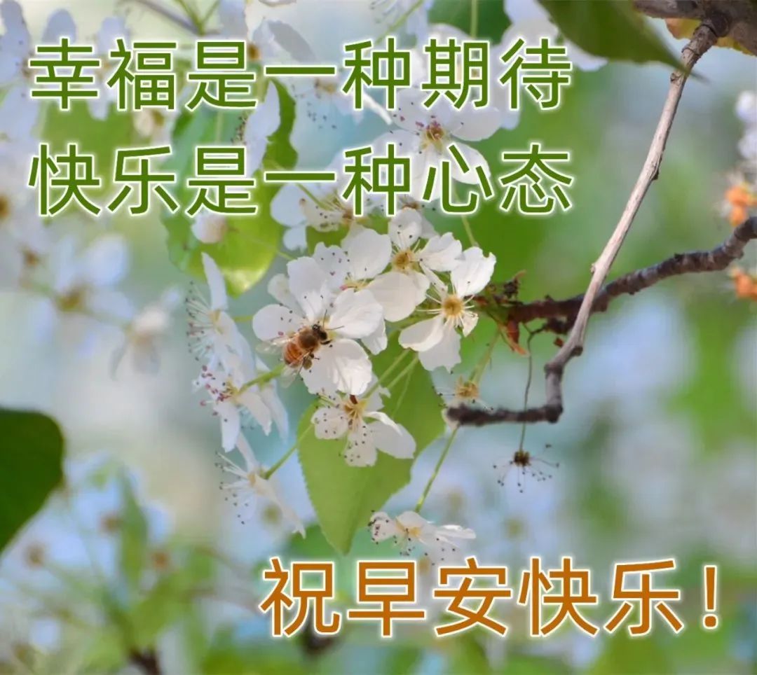 最新版漂亮早安圖片鮮花帶字,最美早上好問候語圖片帶字溫馨