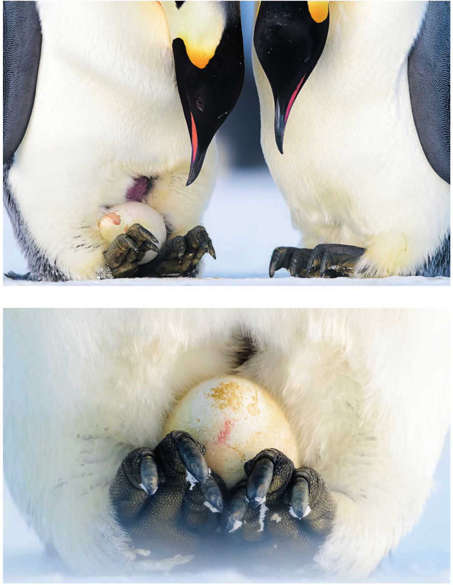 为什么帝企鹅要在寒冷的冬季繁殖?它们如何御寒?