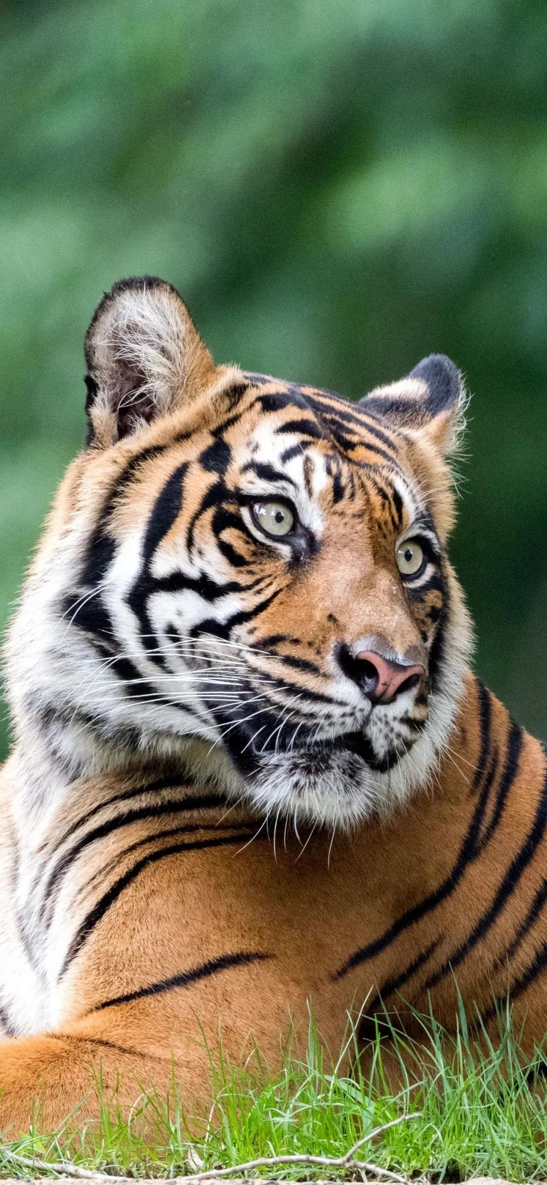 老虎壁纸,入山不怕虎伤人,只怕人情两面刀