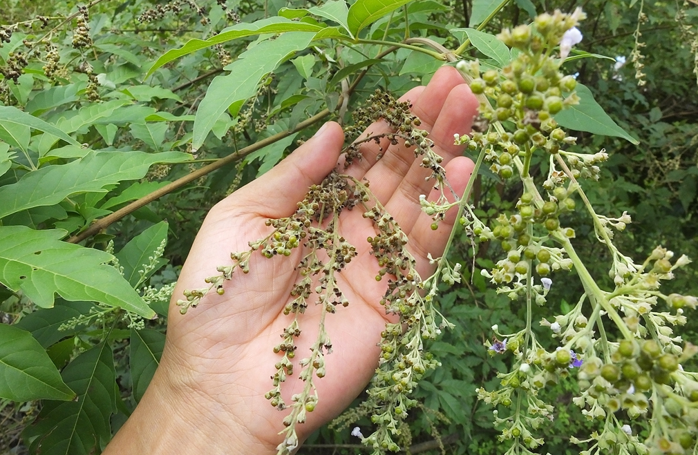 黄荆棍下出好人图片