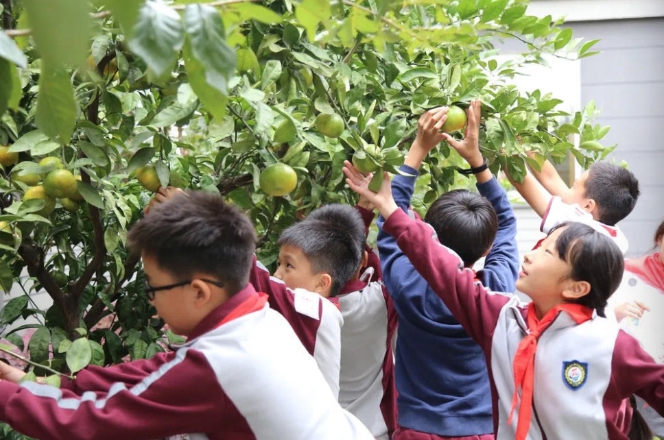 摘桔子,做桔灯,榨桔汁.九亭五小学生化身"小农夫"感受劳动的喜悦