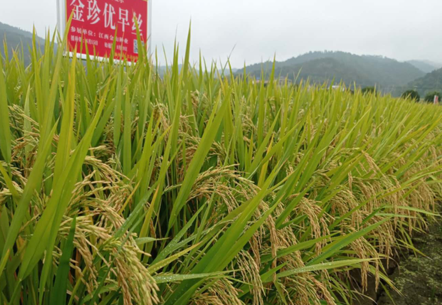 早稻优质稻什么品种比较好?泰优398,井冈软粘,金早香1号等