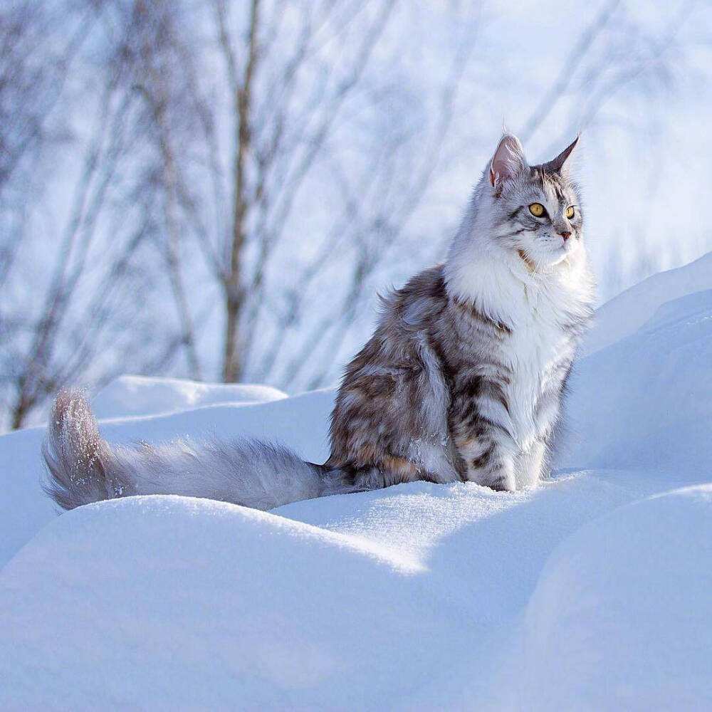 猫咪图片高清真实图片