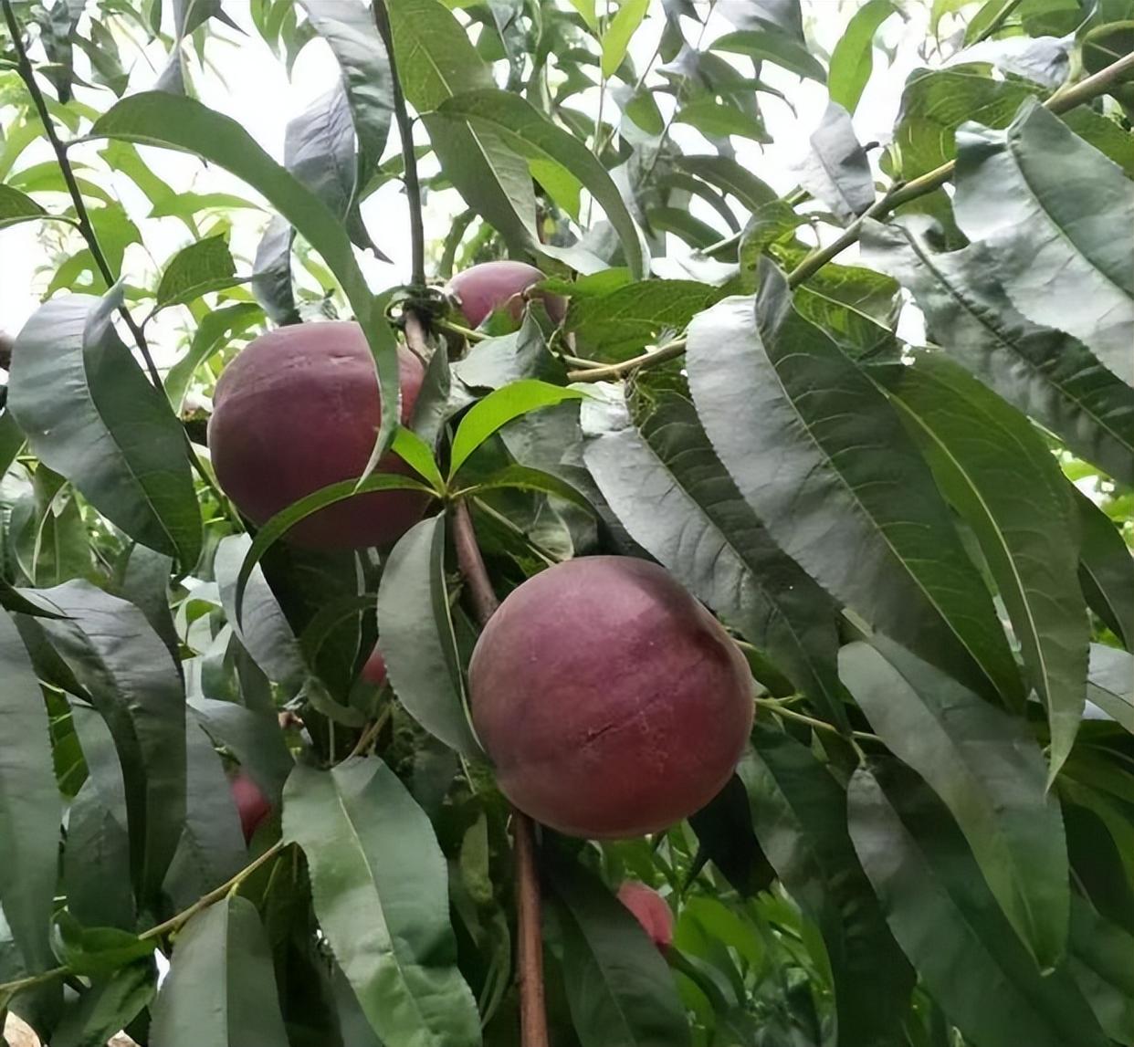 这种果树,适合种在自家庭院里,耐寒耐旱易养活,产量还很高