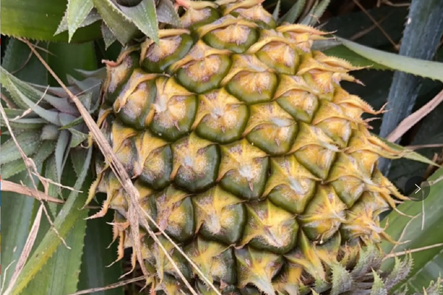 菠萝为什么要长刺?不长刺的是"太监",没有水果的智商比菠萝高