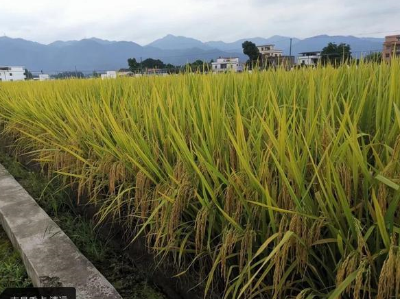 浓香型丝苗米品种南晶香占,产量高,米质优,香味浓厚,抗稻瘟病