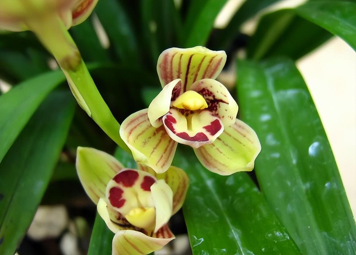 建兰名品"金荷"兰花,花型圆润,易花易芽,香气馥郁,适合新手