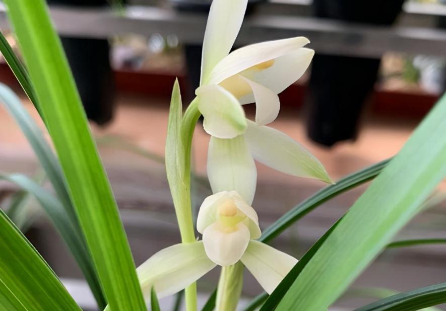 春兰素心名品"雪影",花姿素雅,馥郁芬芳,实乃花中极品