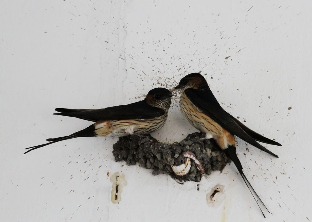 燕子争锋(散文,发表于2015年12月23日《亳州晚报》)