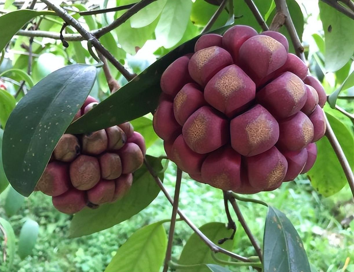 家里有空地可以栽两棵"黑老虎",不挑土壤好打理,果实香甜可口