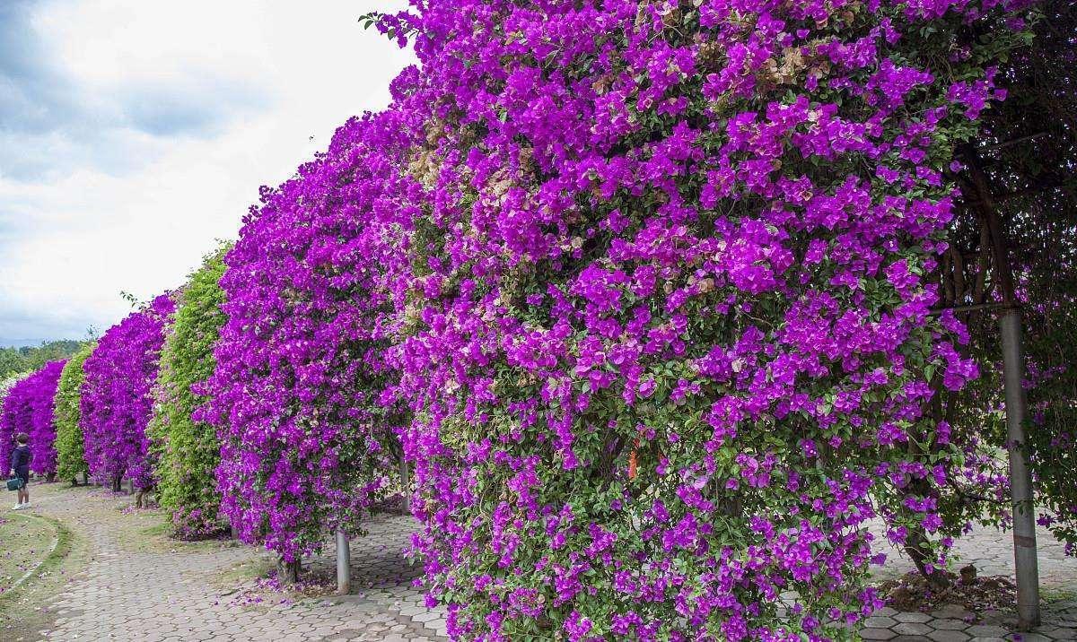 巴西三角梅,攀爬能力强,花开似海,爬满整面墙,让人注目观赏