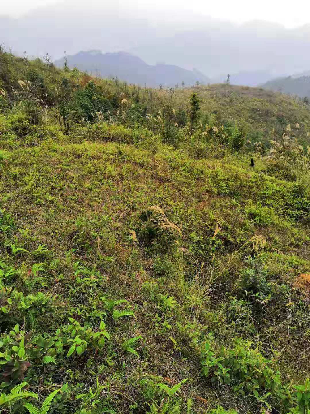 廣西農業用地——種養一體農場,灌木林地,水澆地