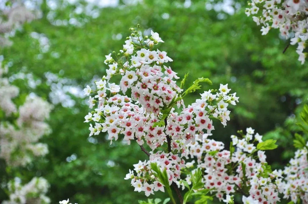 文冠果花开,绽放耀眼的光彩
