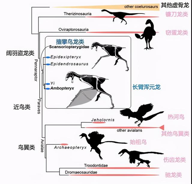 鸡是霸王龙进化来的?别扯了好吗